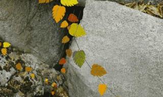 一层秋雨一层凉 一层秋雨一层凉